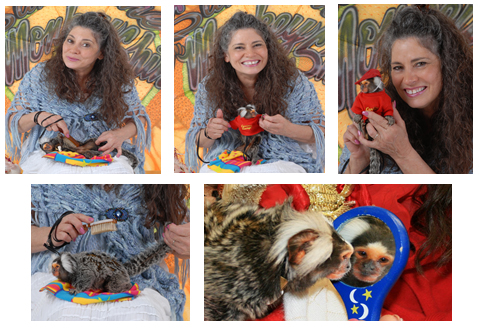 chewie common marmoset pictures