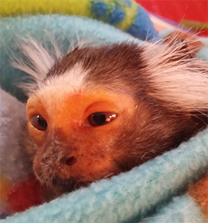 closeup marmoset chewie