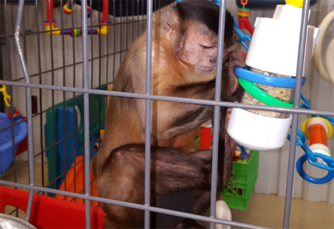 foraging ideas for monkeys