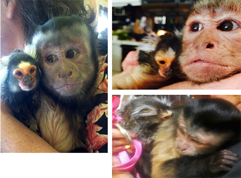 marmoset chewie and capuchin opie together
