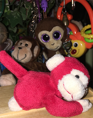 marmoset hospice care