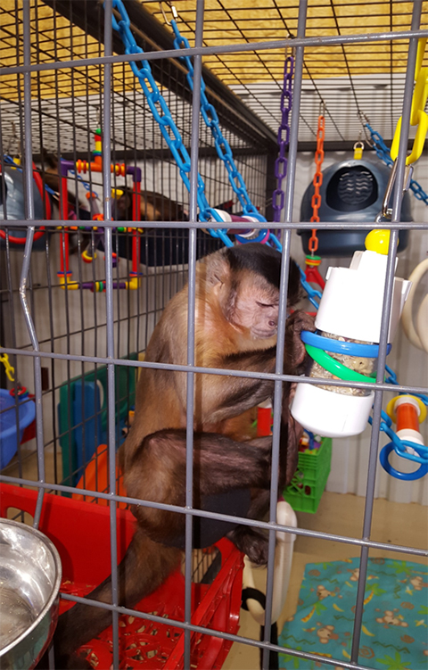 monkey pvc tube forager