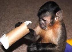 paper tube foraging