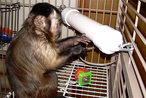 treat tumbler foraging device