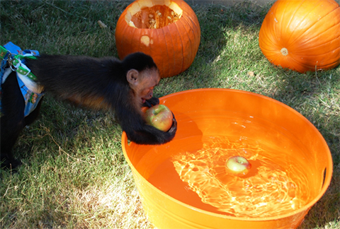 wading pool foraging