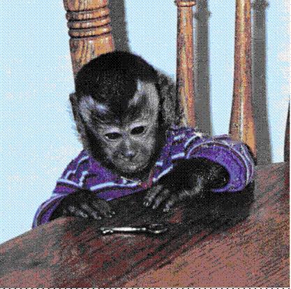 benji capuchin