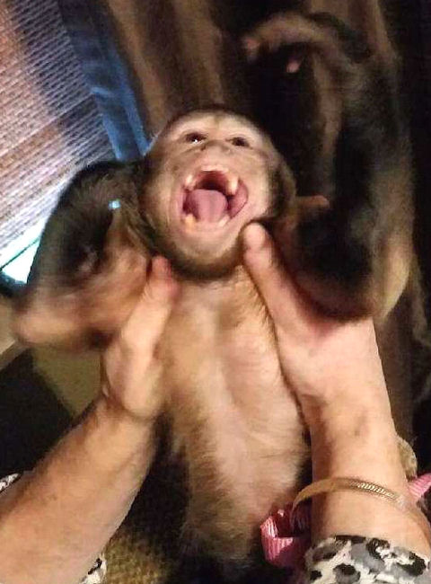 capuchin monkey laughing