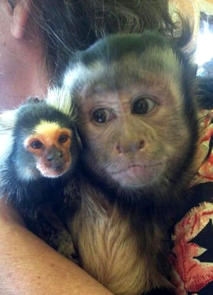 capuchin with marmoset
