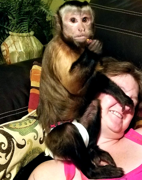happy rehomed capuchin