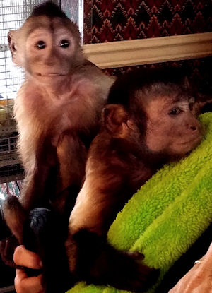 opie and sophie capuchins