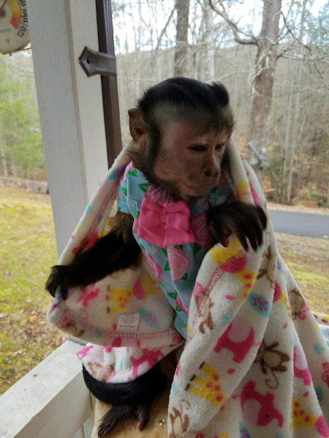 rehoming capuchin monkey