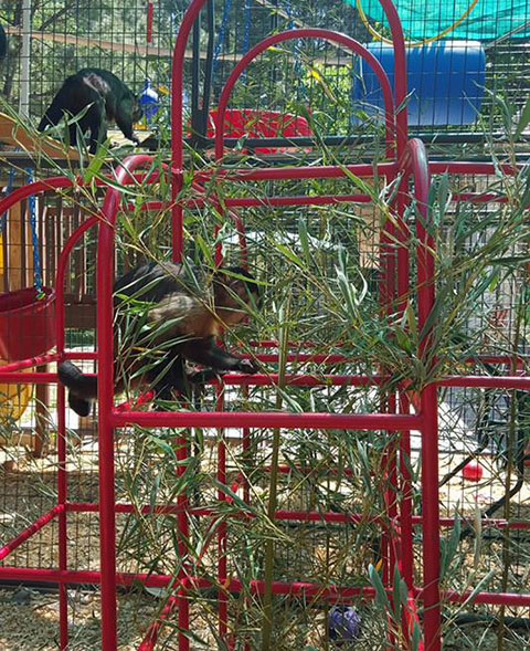 bamboo browse primate diet