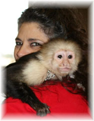 capuchin monkey shoulder training