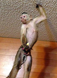 casper capuchin ball trick