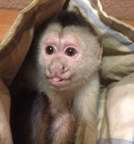 funny-casper-capuchin