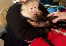 monkey presentation