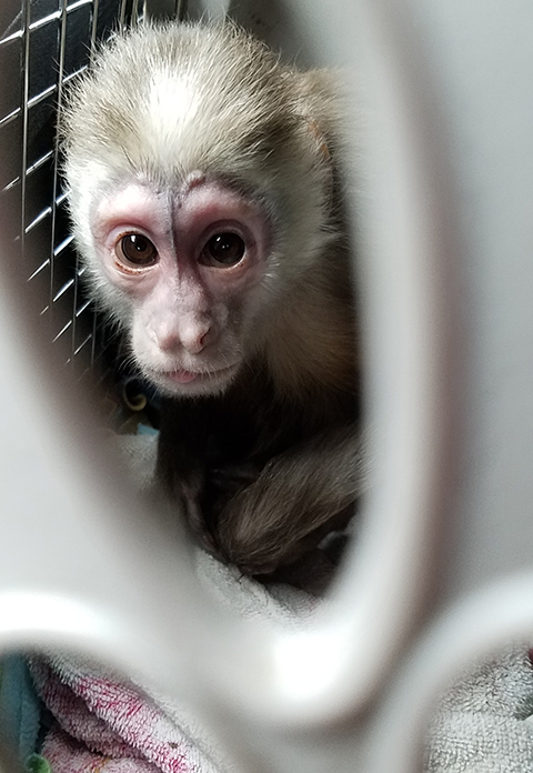 dora capuchin in carrier