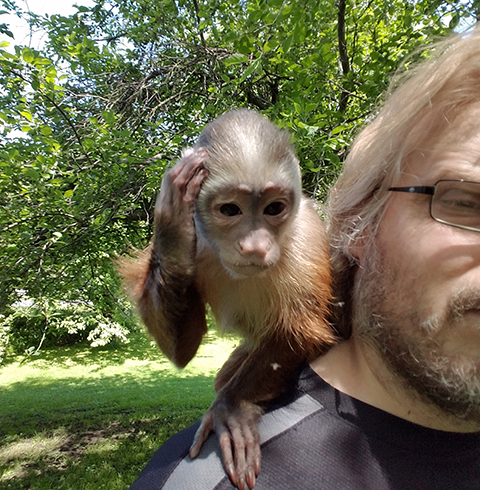 dora cinnamon capuchin