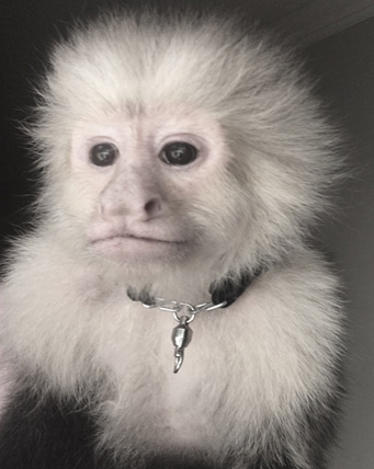 capuchin-with-collar