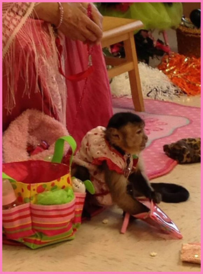 capuchin with neck collar