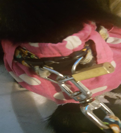 monkey belly band with lock