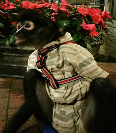 spider monkey harness