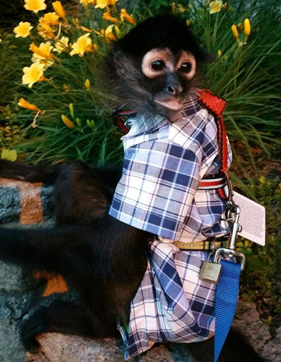 spider monkey safety first harness