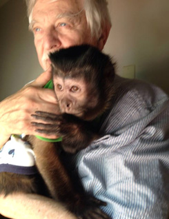 10 year old capuchin monkey