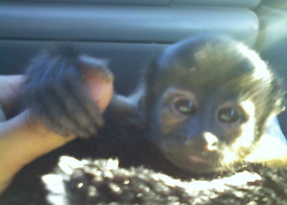 8 weeks old capuchin monkey