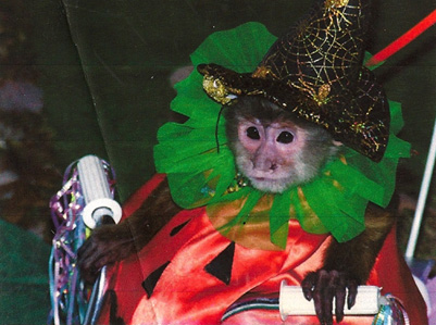 capuchin riding scooter