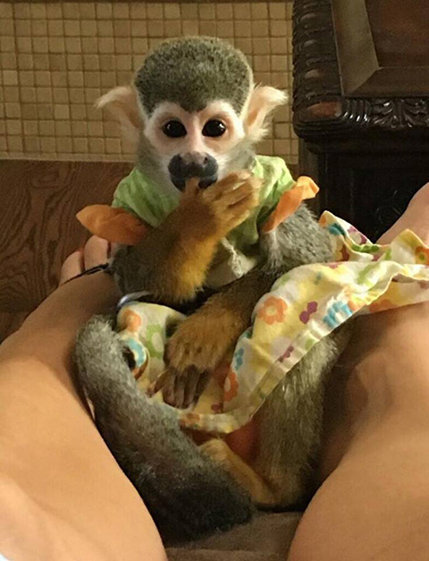 link squirrel monkey