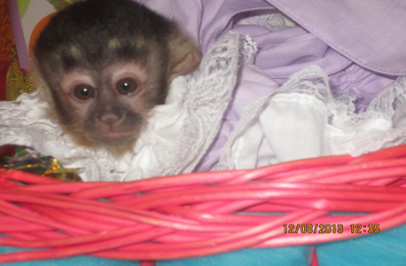 special baby monkey