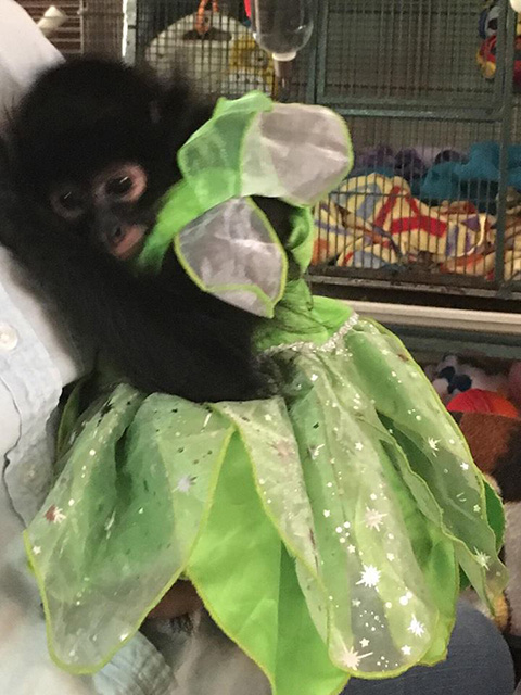 spider monkey