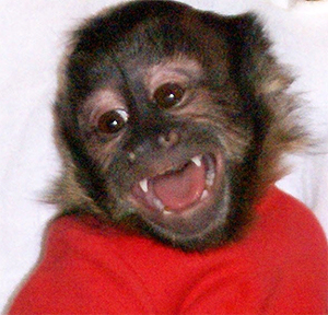 baby teeth capuchin