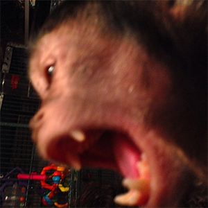 capuchin adult teeth