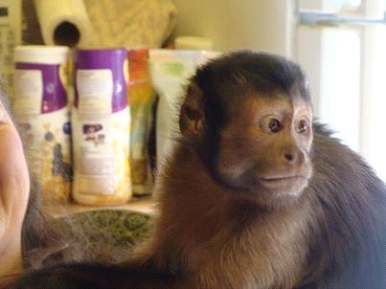 capuchin big boy teeth