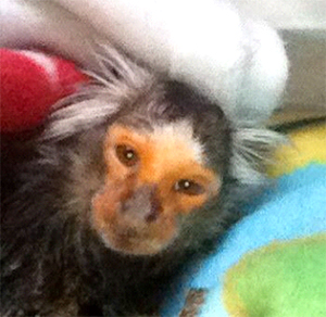chewie-marmoset-20yrs