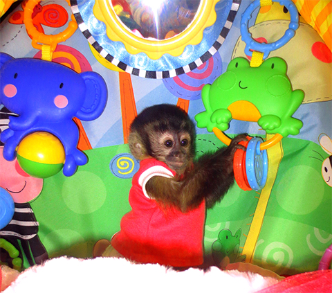 monkey toys
