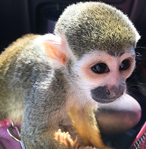 squirrel monkey baby