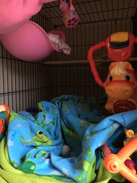 capuchin feeding cage