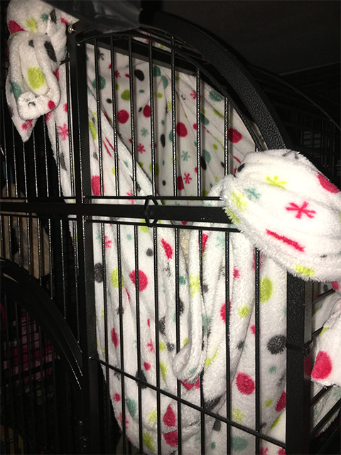 capuchin hammock