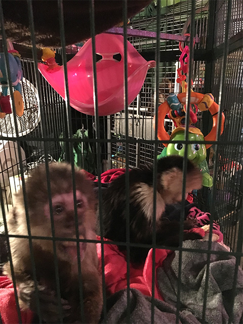 capuchin pair visiting