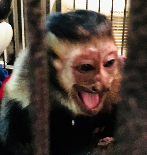 expensive monkeys