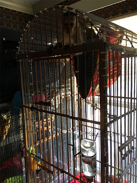 monkey feeding cage
