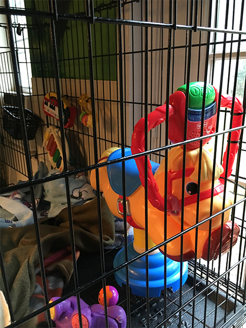 monkey play cage