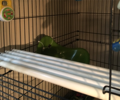 pvc monkey perch
