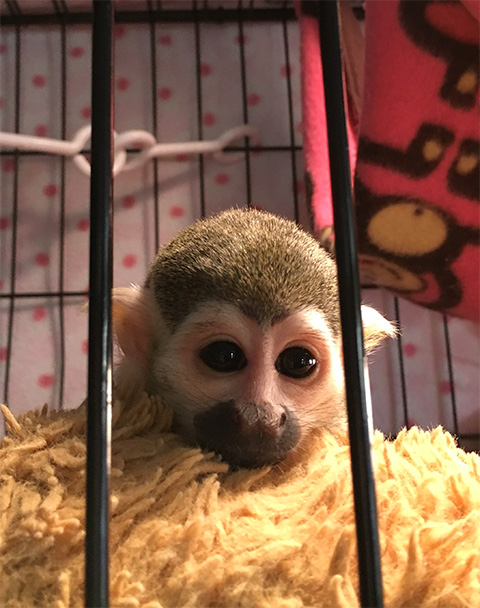 squirrel monkey feeding enclosure