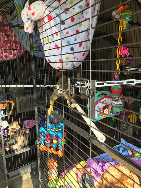 squirrel monkey play cage