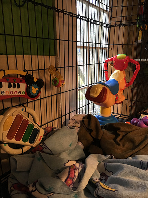visiting monkeys