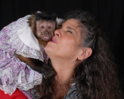 capuchin staying home